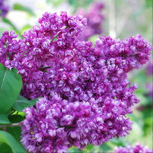 Load image into Gallery viewer, My Favorite Lilac
