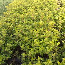 Load image into Gallery viewer, Lime Thyme