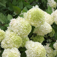 Load image into Gallery viewer, 'Limelight' Panicle Hydrangea