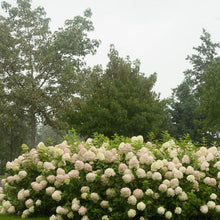 Load image into Gallery viewer, 'Limelight' Panicle Hydrangea