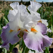 Load image into Gallery viewer, Linda Nelson Iris
