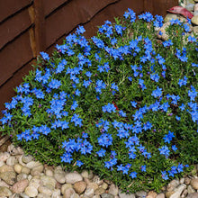 Load image into Gallery viewer, Lithodora 'Grace Ward'