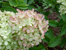 Load image into Gallery viewer, Little Lime® Panicle Hydrangea