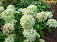 Load image into Gallery viewer, Little Lime® Panicle Hydrangea