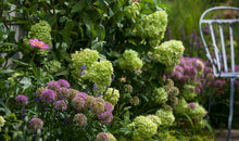 Load image into Gallery viewer, Little Lime® Panicle Hydrangea