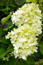 Load image into Gallery viewer, Little Lime® Panicle Hydrangea