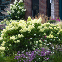 Load image into Gallery viewer, Little Lime® Panicle Hydrangea