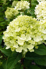 Load image into Gallery viewer, Little Lime® Panicle Hydrangea