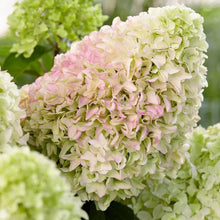 Load image into Gallery viewer, Little Fresco Hydrangea