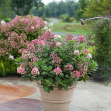 Load image into Gallery viewer, Little Quick Fire® Panicle Hydrangea