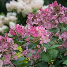 Load image into Gallery viewer, Little Quick Fire® Panicle Hydrangea