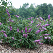 Load image into Gallery viewer, Lo &amp; Behold® 'Pink Micro Chip' Butterfly Bush