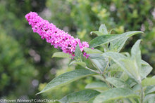 Load image into Gallery viewer, Lo &amp; Behold® 'Pink Micro Chip' Butterfly Bush