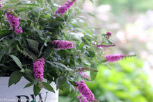 Load image into Gallery viewer, Lo &amp; Behold® 'Pink Micro Chip' Butterfly Bush