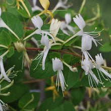Load image into Gallery viewer, Japanese Honeysuckle