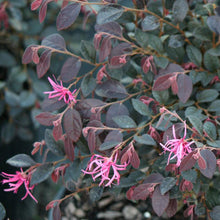 Load image into Gallery viewer, Loropetalum 'Daruma' Dwarf