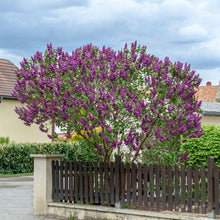 Load image into Gallery viewer, Ludwig Spaeth Lilac