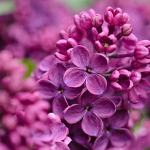 Load image into Gallery viewer, Ludwig Spaeth Lilac