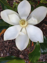 Load image into Gallery viewer, Magnolia 'Kay Parris'