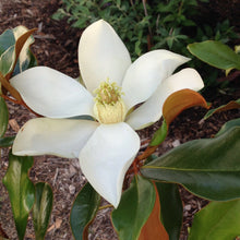 Load image into Gallery viewer, Magnolia 'Kay Parris'