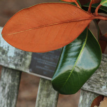 Load image into Gallery viewer, Magnolia ‘Bracken’s Brown Beauty’