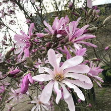 Load image into Gallery viewer, Magnolia Leonard Messel