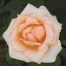 Load image into Gallery viewer, Marilyn Monroe Rose