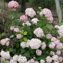 Load image into Gallery viewer, Hydrangea Candybelle® Marshmallow