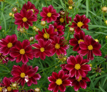 Load image into Gallery viewer, Coreopsis Big Bang™ 'Mercury Rising'