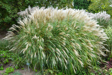 Load image into Gallery viewer, Adagio Maiden Grass