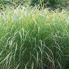 Load image into Gallery viewer, Autumn Light Maiden Grass
