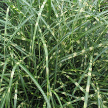 Load image into Gallery viewer, Little Zebra Grass