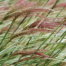 Load image into Gallery viewer, Rigoletto Maiden Grass