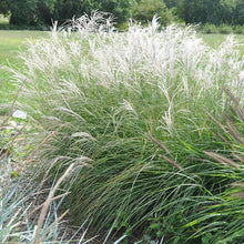 Load image into Gallery viewer, Dwarf Maiden Grass 'Little Kitten'