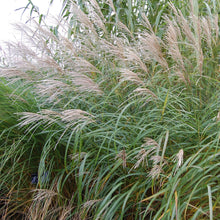 Load image into Gallery viewer, Miscanthus Silberfeder