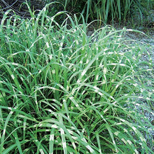 Load image into Gallery viewer, Miscanthus Super Stripe Maiden Grass