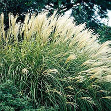 Load image into Gallery viewer, Maiden Grass