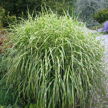 Load image into Gallery viewer, Dwarf Zebra Maiden Grass ‘Hinjo’