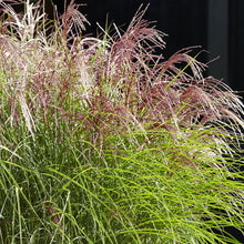 Load image into Gallery viewer, Japanese Silver Grass 'Red Cloud'