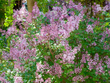 Load image into Gallery viewer, Miss Kim Lilac