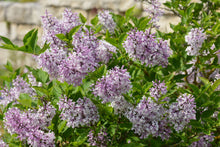 Load image into Gallery viewer, Miss Kim Lilac