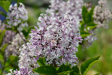 Load image into Gallery viewer, Miss Kim Lilac