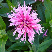 Load image into Gallery viewer, Bee Balm 'Balmy Pink'