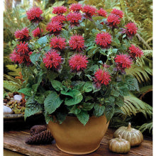 Load image into Gallery viewer, Bee Balm Fireball