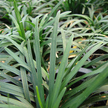 Load image into Gallery viewer, Mondo Grass