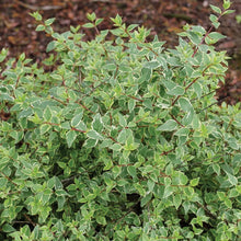 Load image into Gallery viewer, Mucho Gusto® Abelia