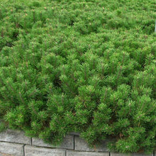 Load image into Gallery viewer, Mugo Pine