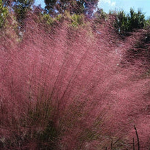 Load image into Gallery viewer, Pink Cloud Muhly Grass