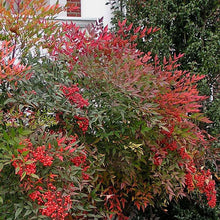 Load image into Gallery viewer, Heavenly Bamboo Nandina