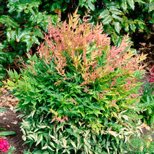 Load image into Gallery viewer, Nandina 'Gulf Stream'